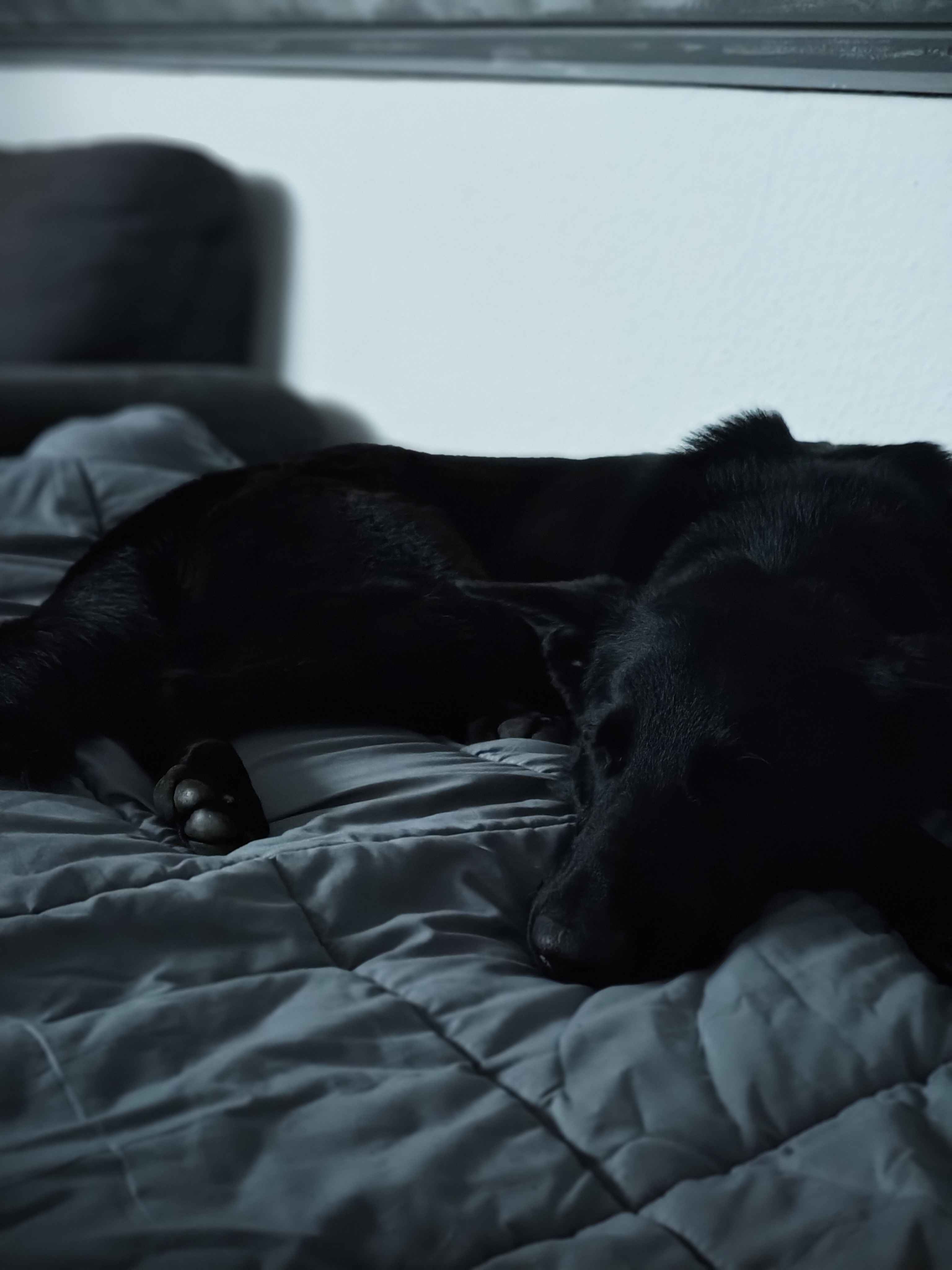 Hündin Beleza entspannt auf einer Decke