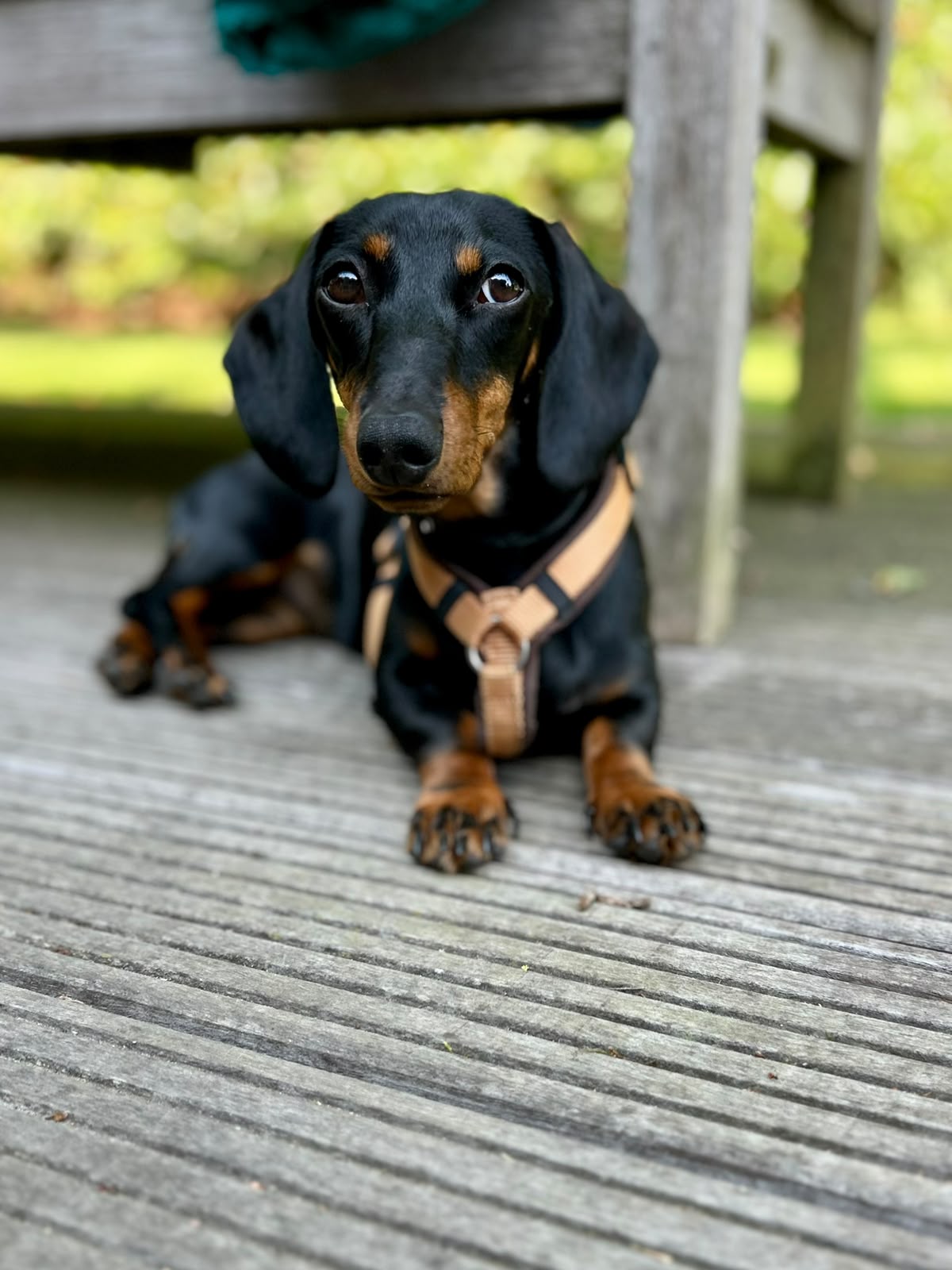 Dackel Estelle auf einer Holzterrasse