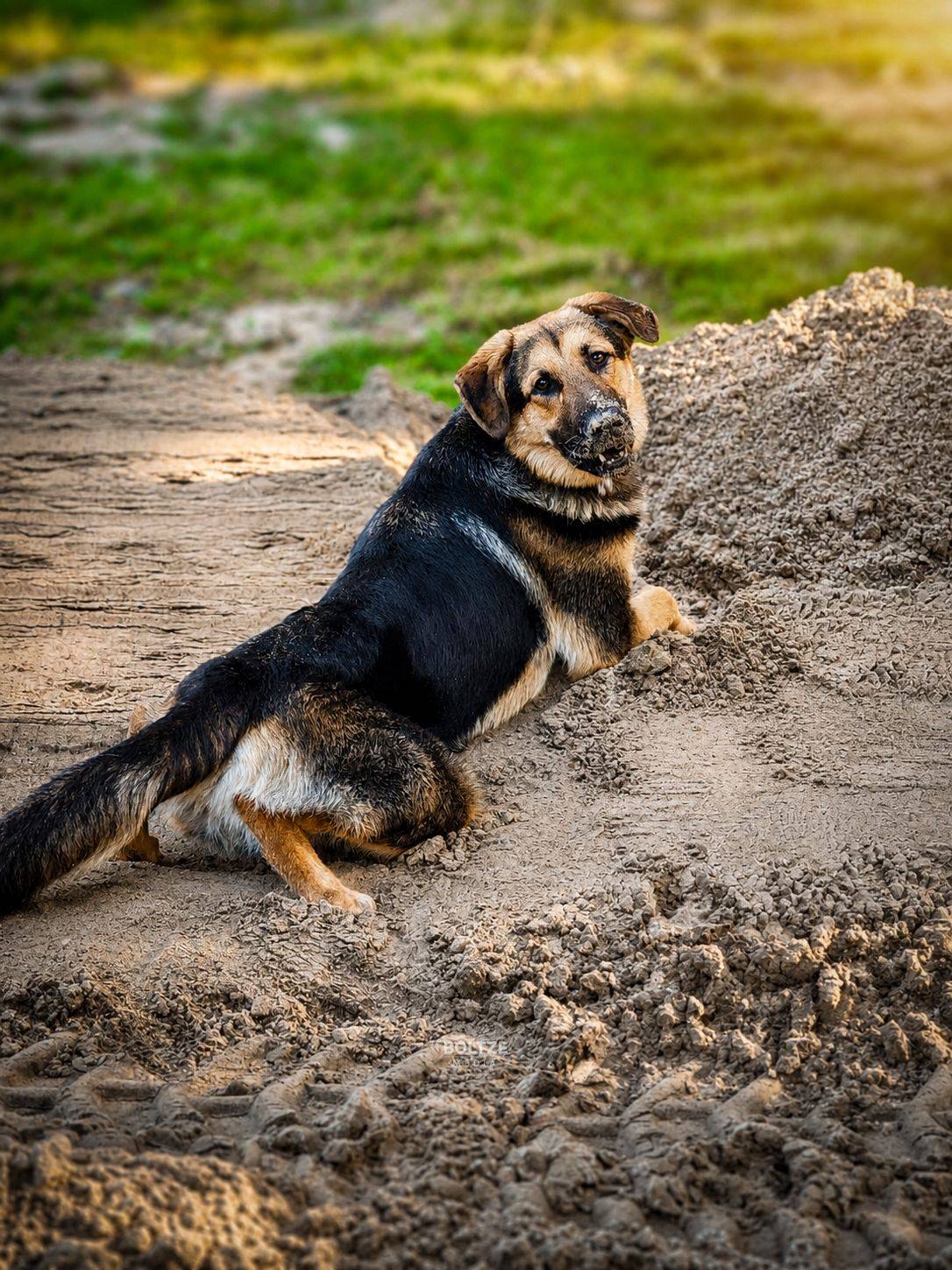 Hund Joshi beim Spielen im Sand