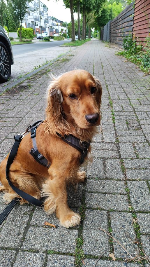 BacioVErmHilfe1
