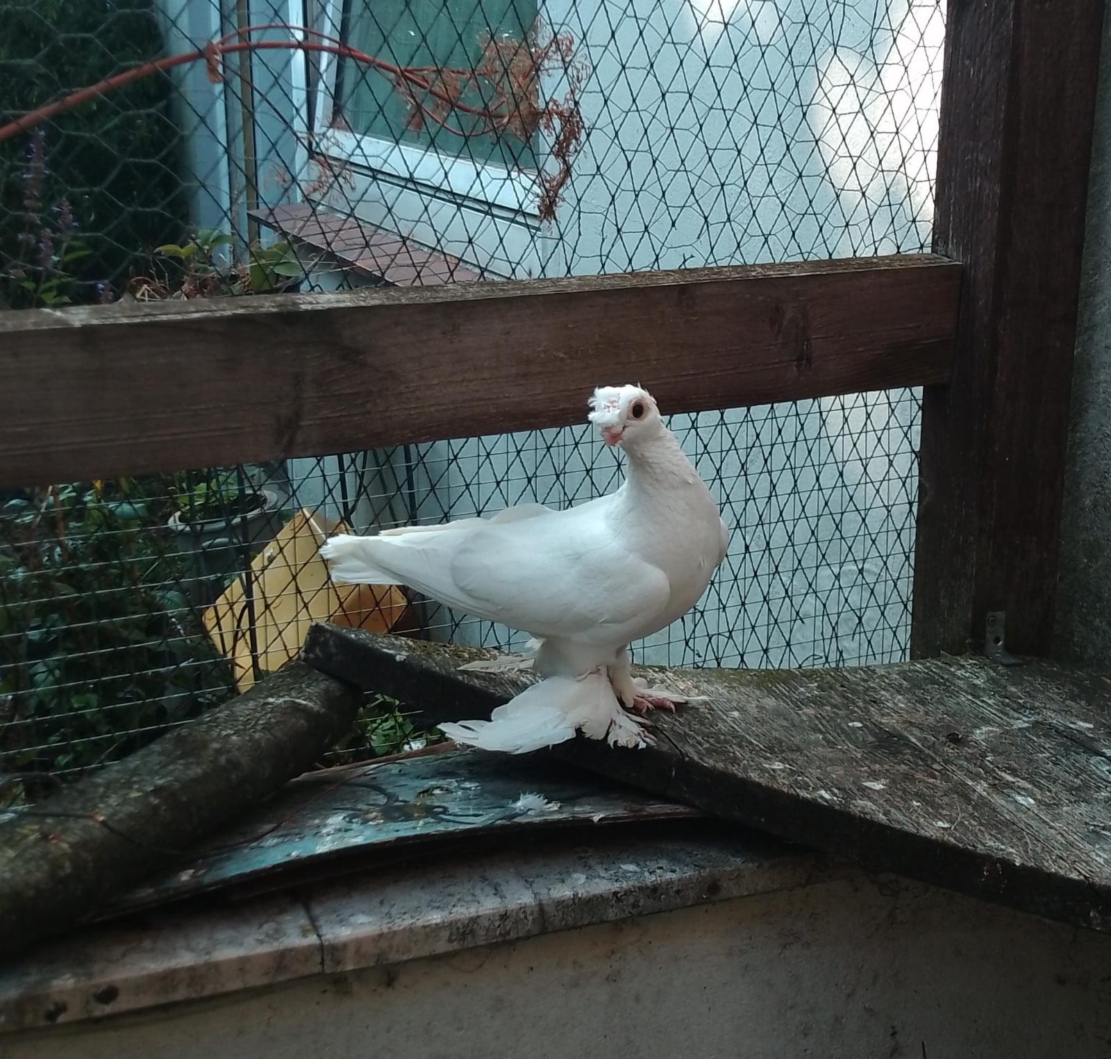 Piet