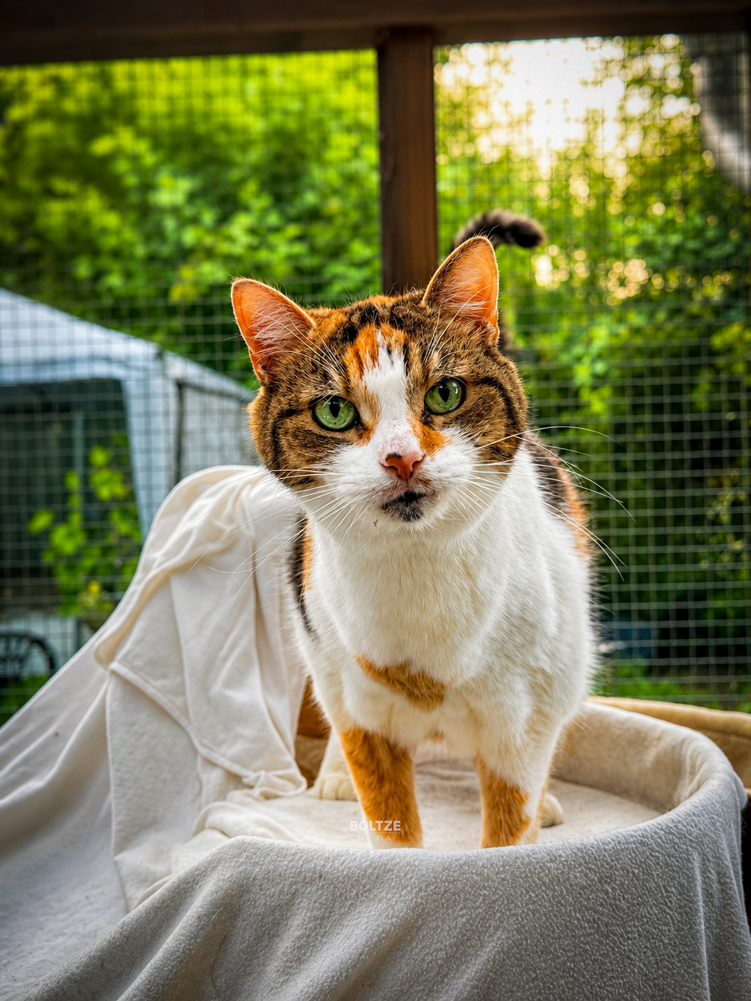 Jala Katze