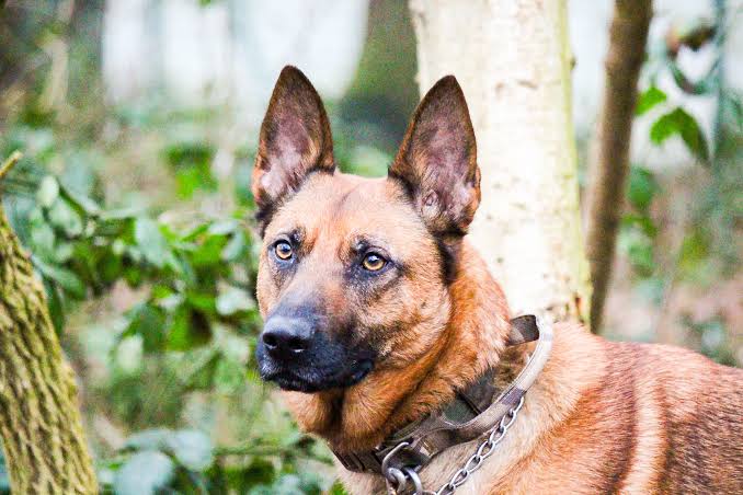 Arko