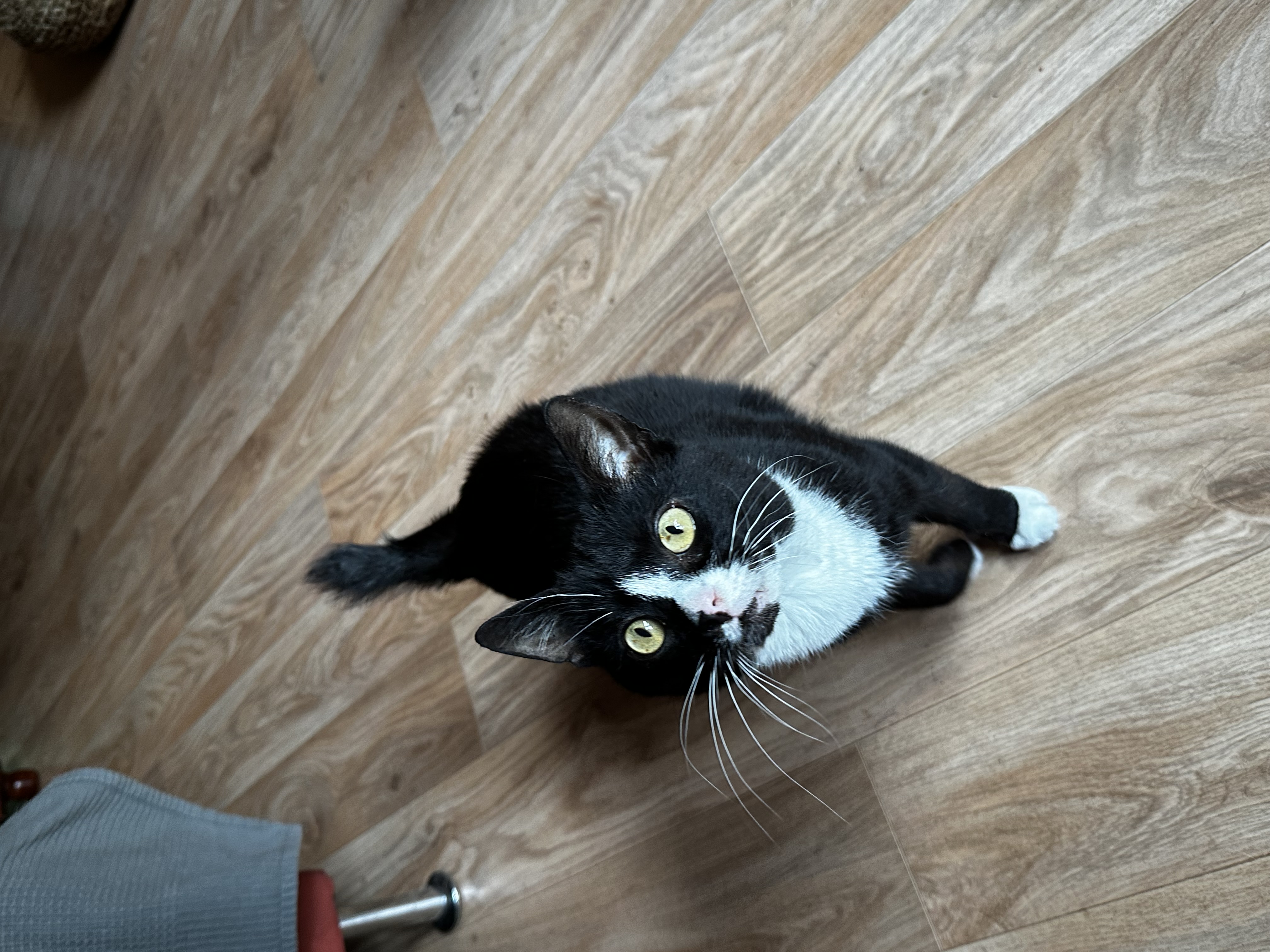 Krigar