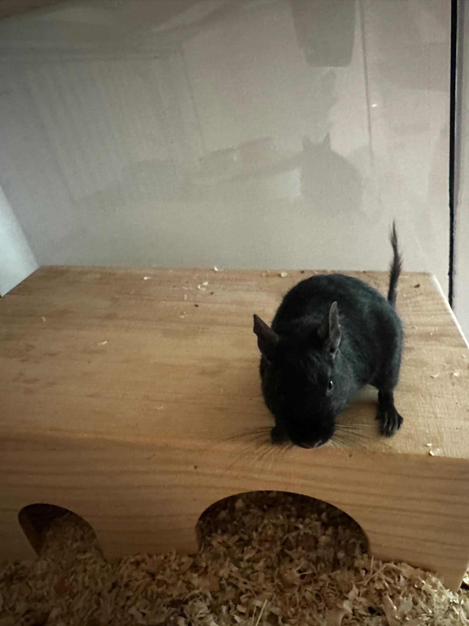 Oreo