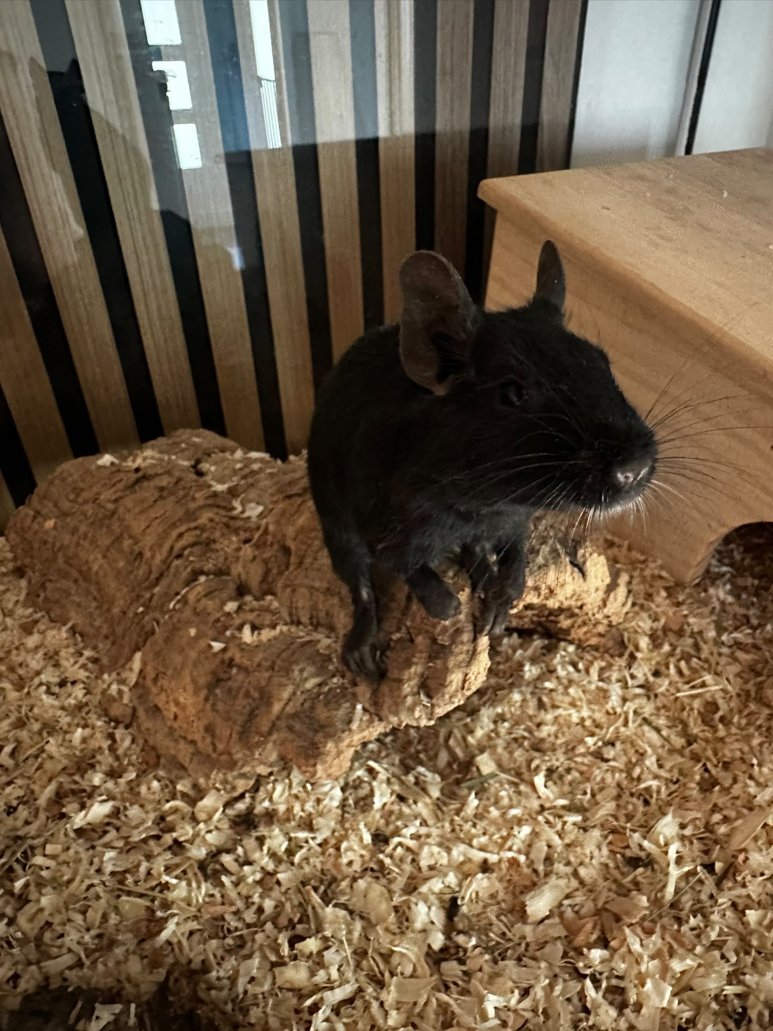 Oreo