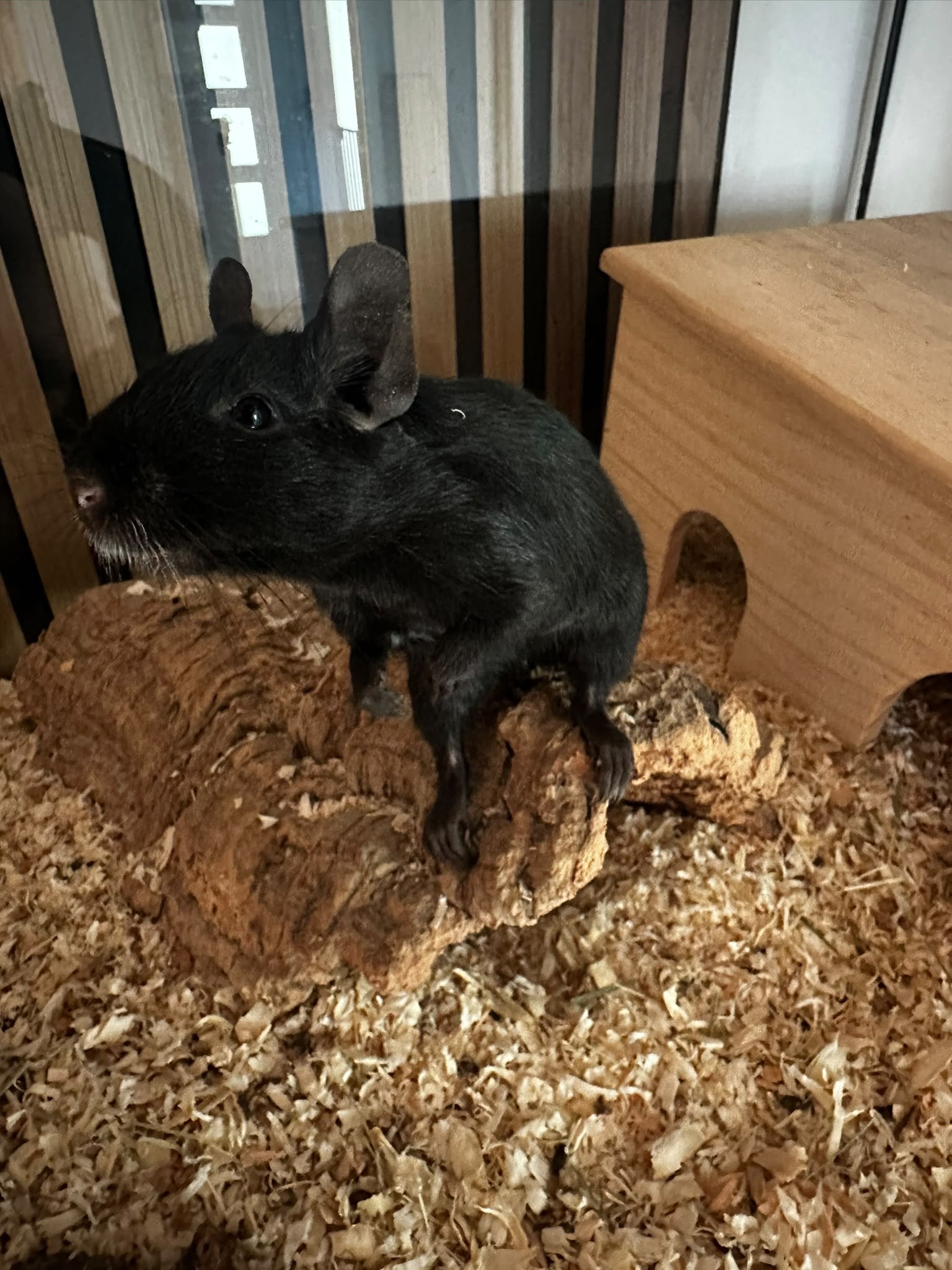 Oreo