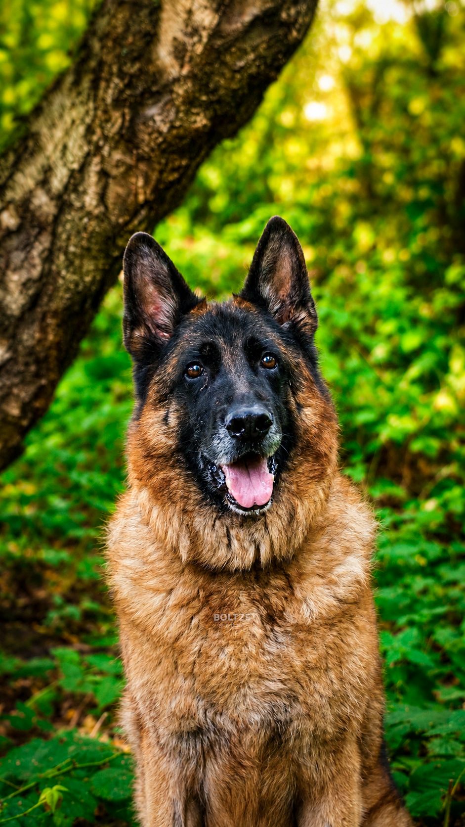 Heinrich 2