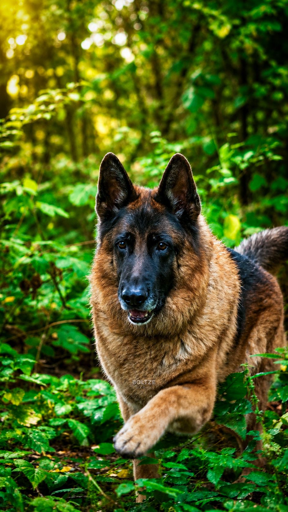 Heinrich 1